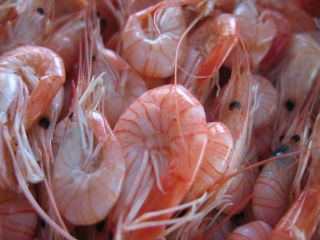 Crevettes roses