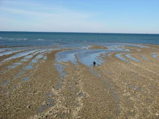 Marée basse